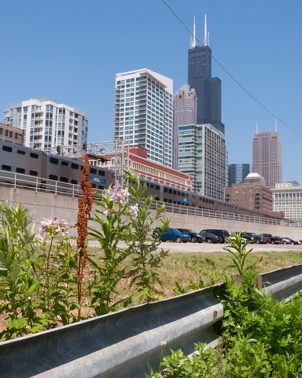 Metal highway guardrail partly hidden by tall grass, weeds and brush along a daylight roadside